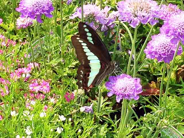 画像の説明 画像の説明