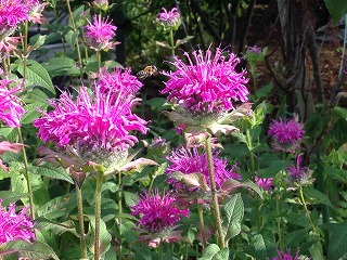 画像の説明 画像の説明